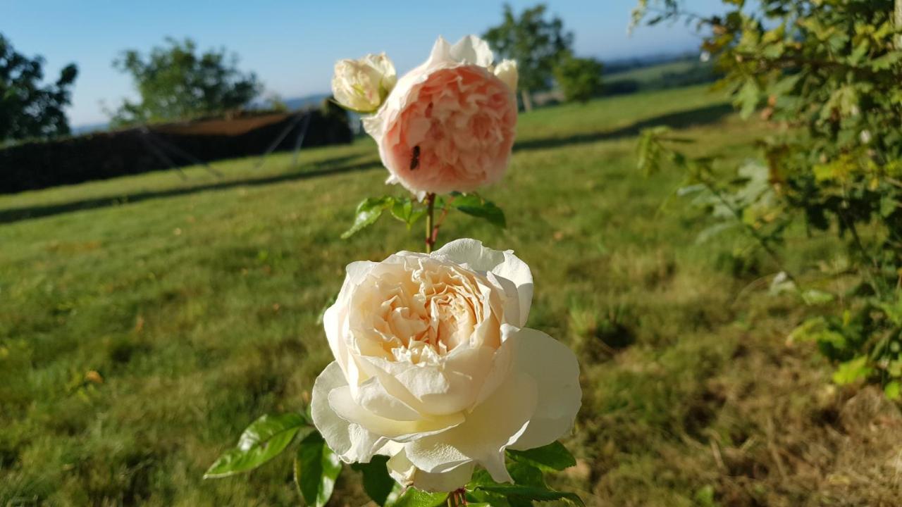 Belle Visnonia B&B Gluten Free & Traditional Béganne Eksteriør billede